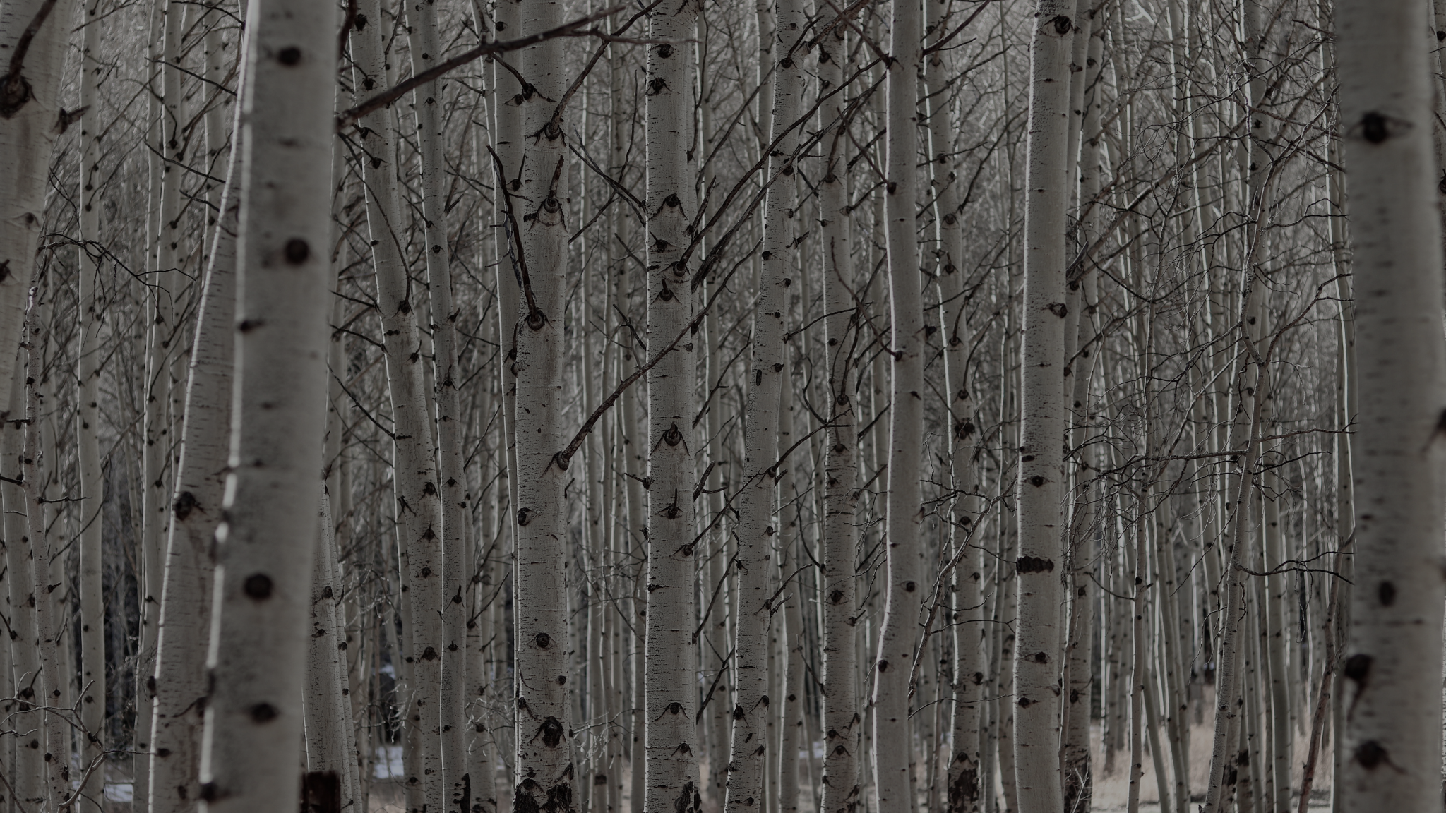 Grove of aspen trees