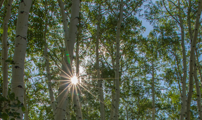 Sunlight through a grove of aspen trees