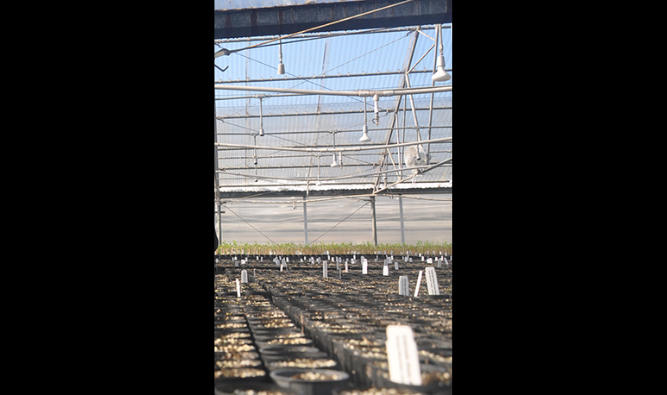 Seedlings at the Colorado State Forest Service Nursery