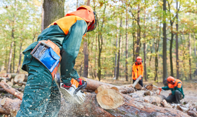 Logging professional