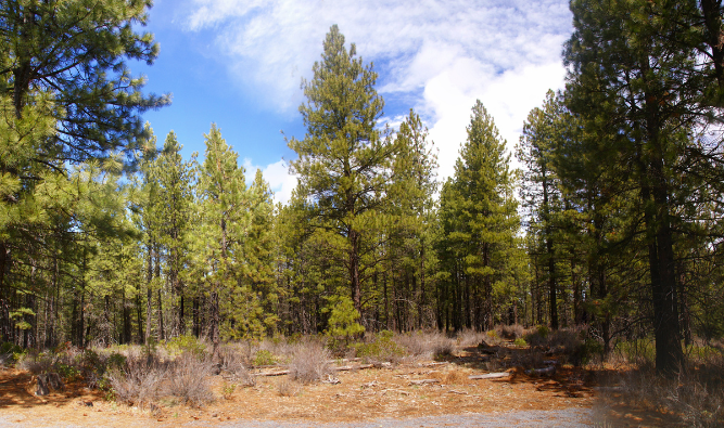 Colorado Ponderosa Pine Forest