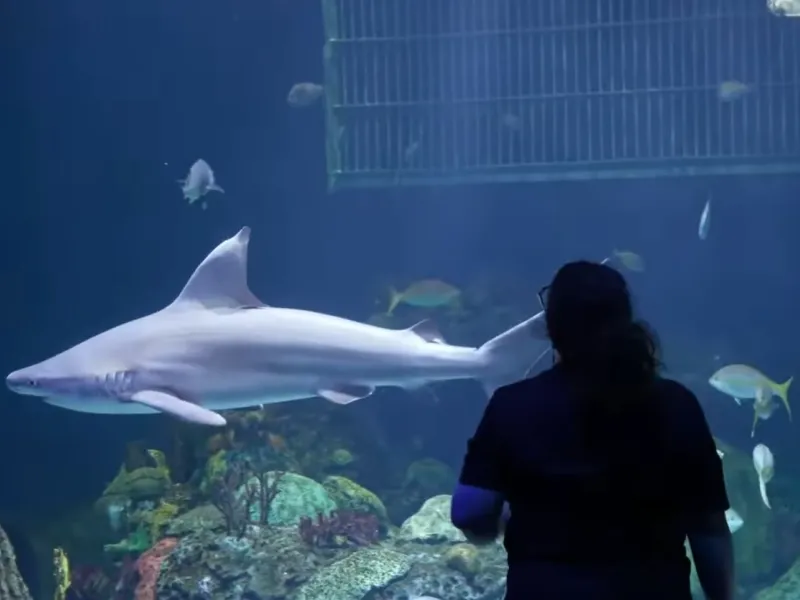 Outline of a person standing outside a very large aquarium with a shark swimming by