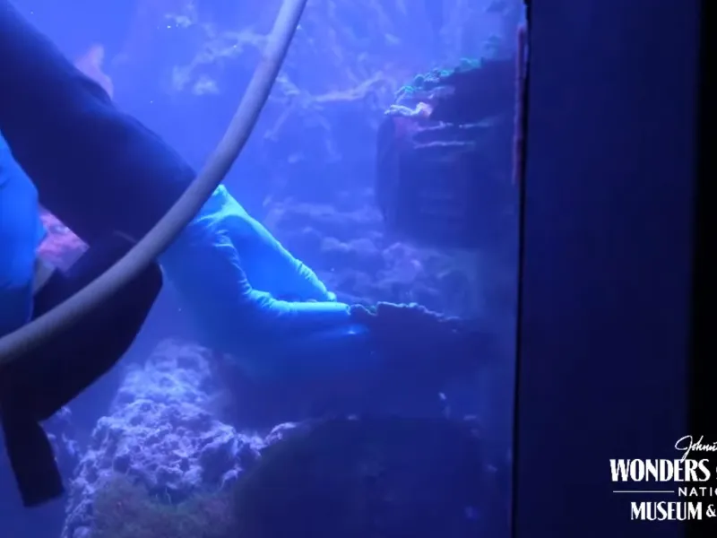 The photo shows the a diver at an aquarium moving a small piece of the coral display during cleaning.