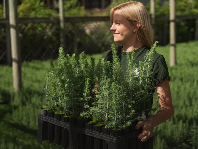 A nursery intern moves a crate of juniper saplings