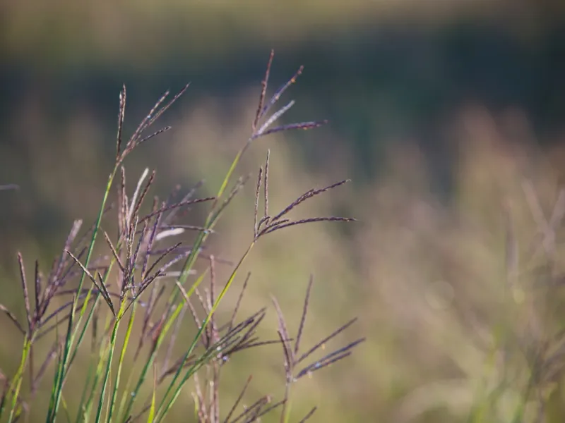 Big bluestem (Andropogon gerardii), Ryan Hagerty/USFWS — Public Domain