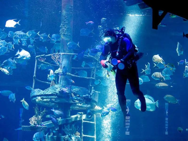This photo shows a diver at an aquarium recording notes