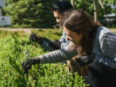 Two nursery workers inspect saplings 