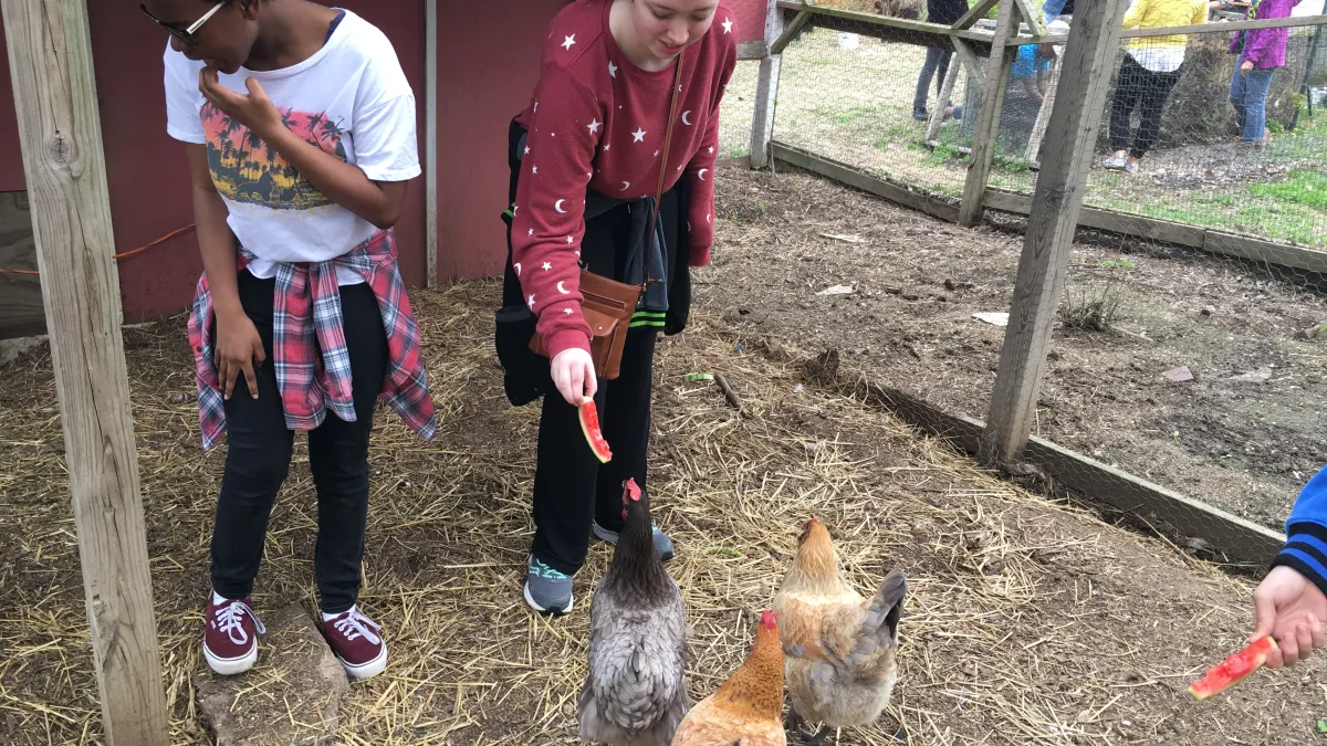 Two middle school students feed watermelon rinds to chickens in a coop at a community garden.