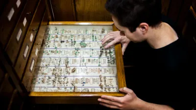 entomologist-wikipedia.png
