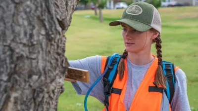 An urban forester measures a tree in a local park