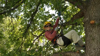 A tree climber in the canopy of a tree