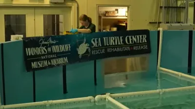 An image of an indoor sea turtle rehabilitation tank at Wonders of Wildlife in Springfield, Missouri
