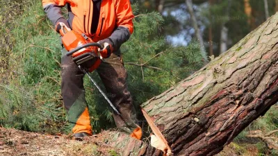 A timber harvester cuts down a large tree with a chainsaw