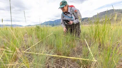 A vegetation ecologist records data on a tablet while looking over a square transect of grass