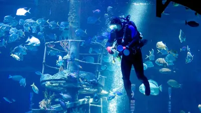 This photo shows a diver at an aquarium recording notes