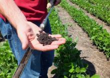 A soil scientist examines a handful of soil