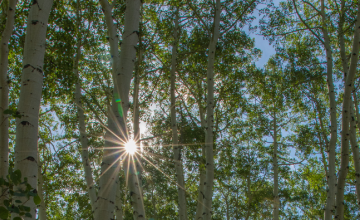 Sunlight through a grove of aspen trees
