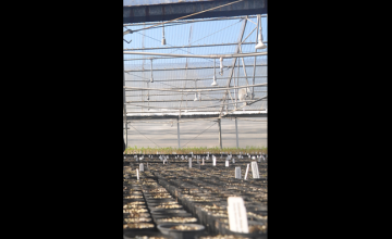 Seedlings at the Colorado State Forest Service Nursery