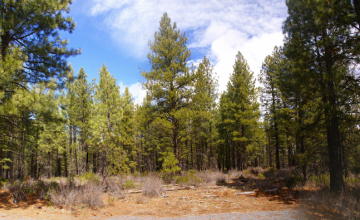 Colorado Ponderosa Pine Forest