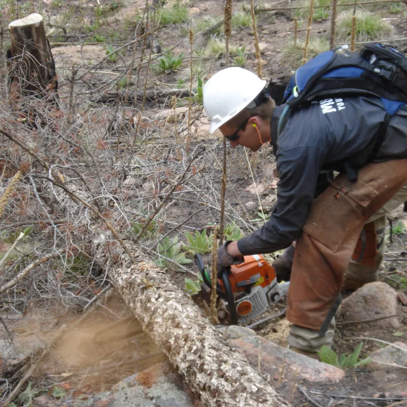 A conservation crew member removes a dead downed tree in the forest with a chainsaw