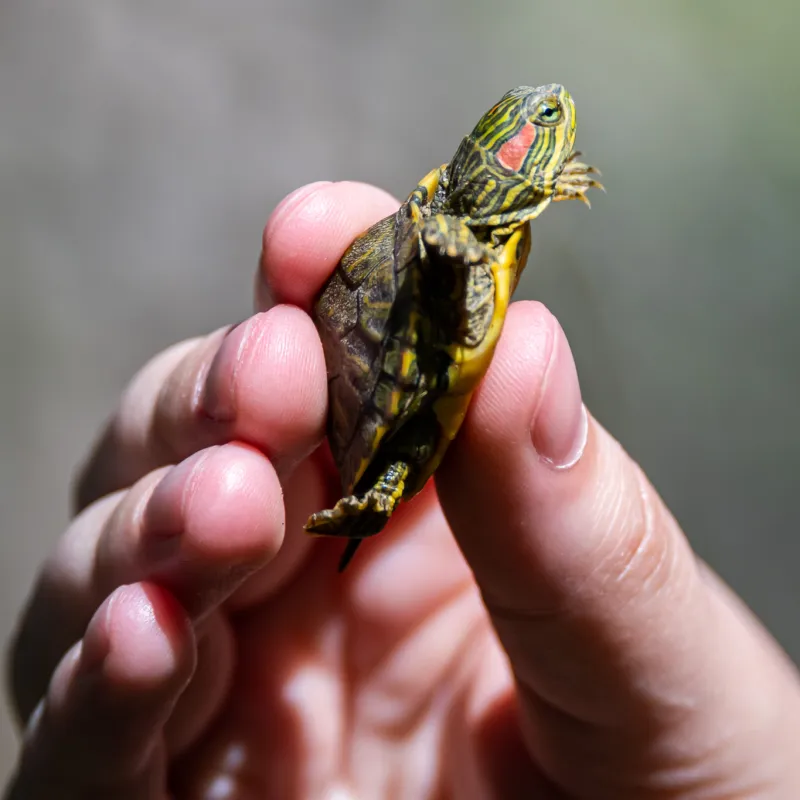 Up close photo of a very small turtle held in a light skinned hand.
