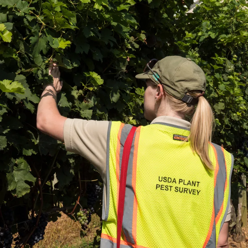 A plant health care technician inspects a bush