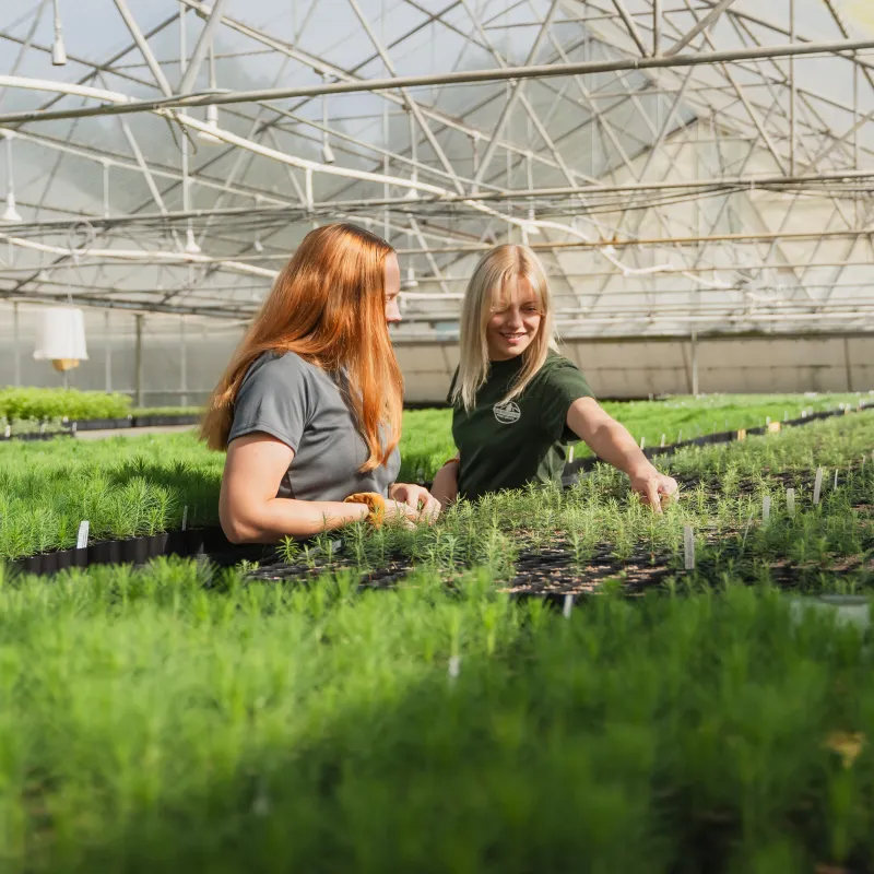 Two nursery workers arrange saplings in a greenhouse