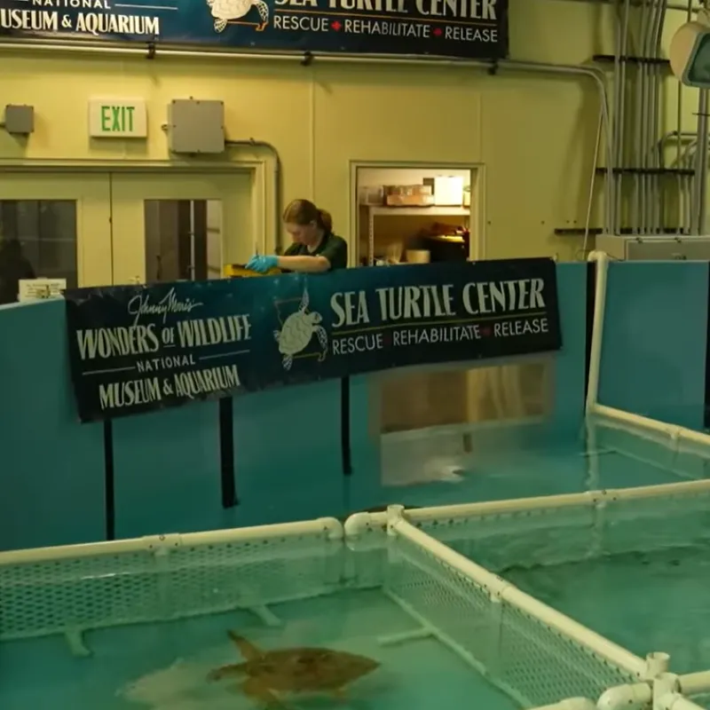 An image of an indoor sea turtle rehabilitation tank at Wonders of Wildlife in Springfield, Missouri