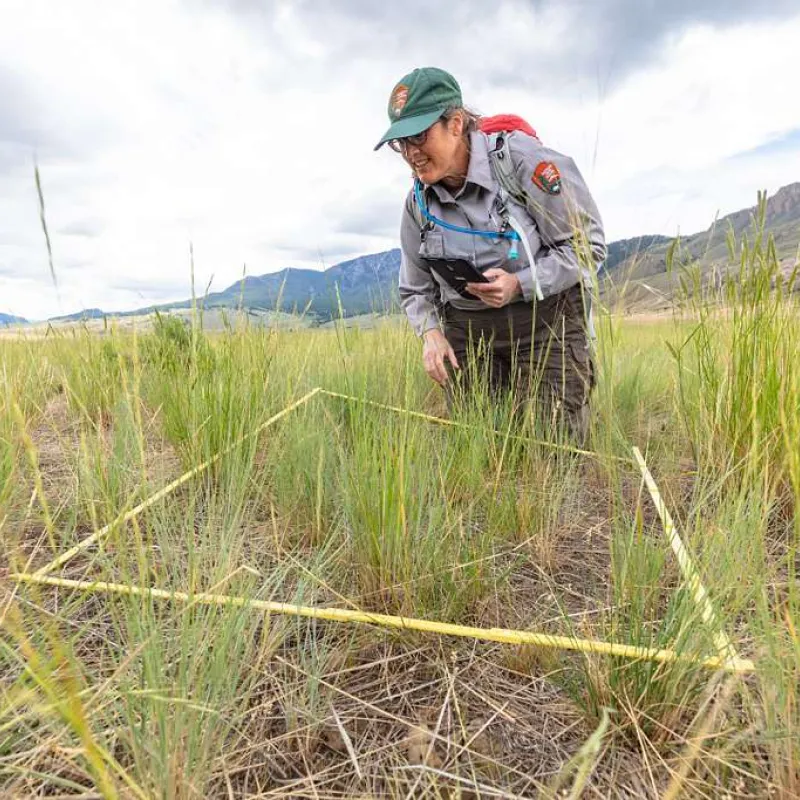 A vegetation ecologist records data on a tablet while looking over a square transect of grass