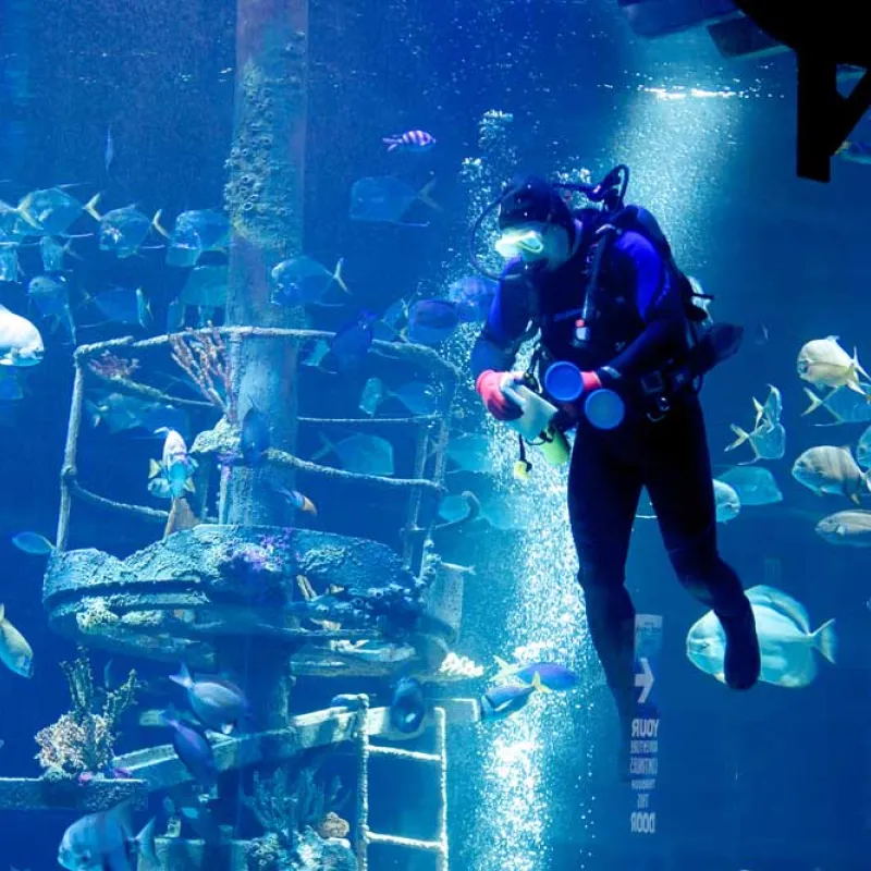 This photo shows a diver at an aquarium recording notes