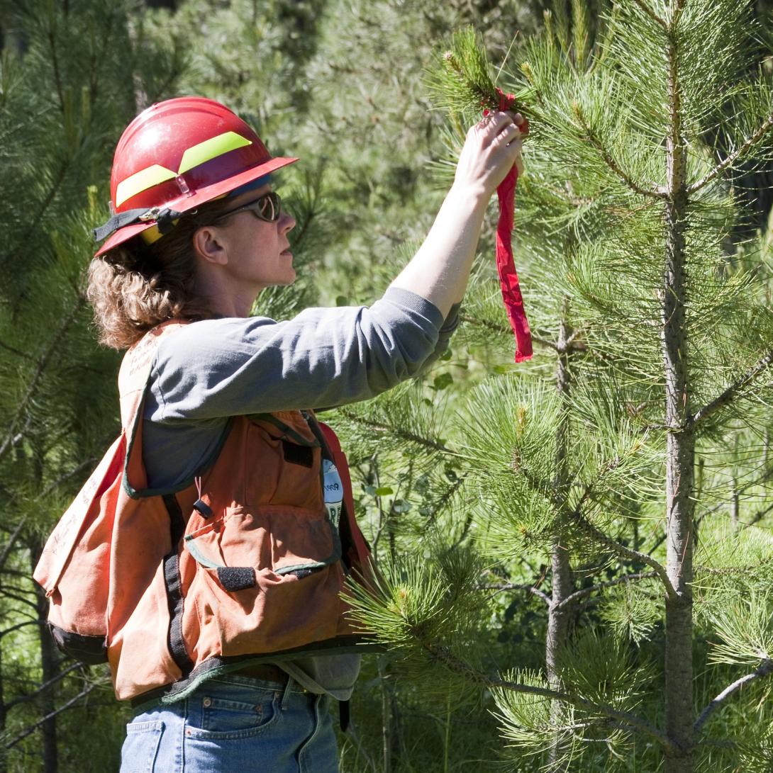 Forester attaches tags to trees to be removed