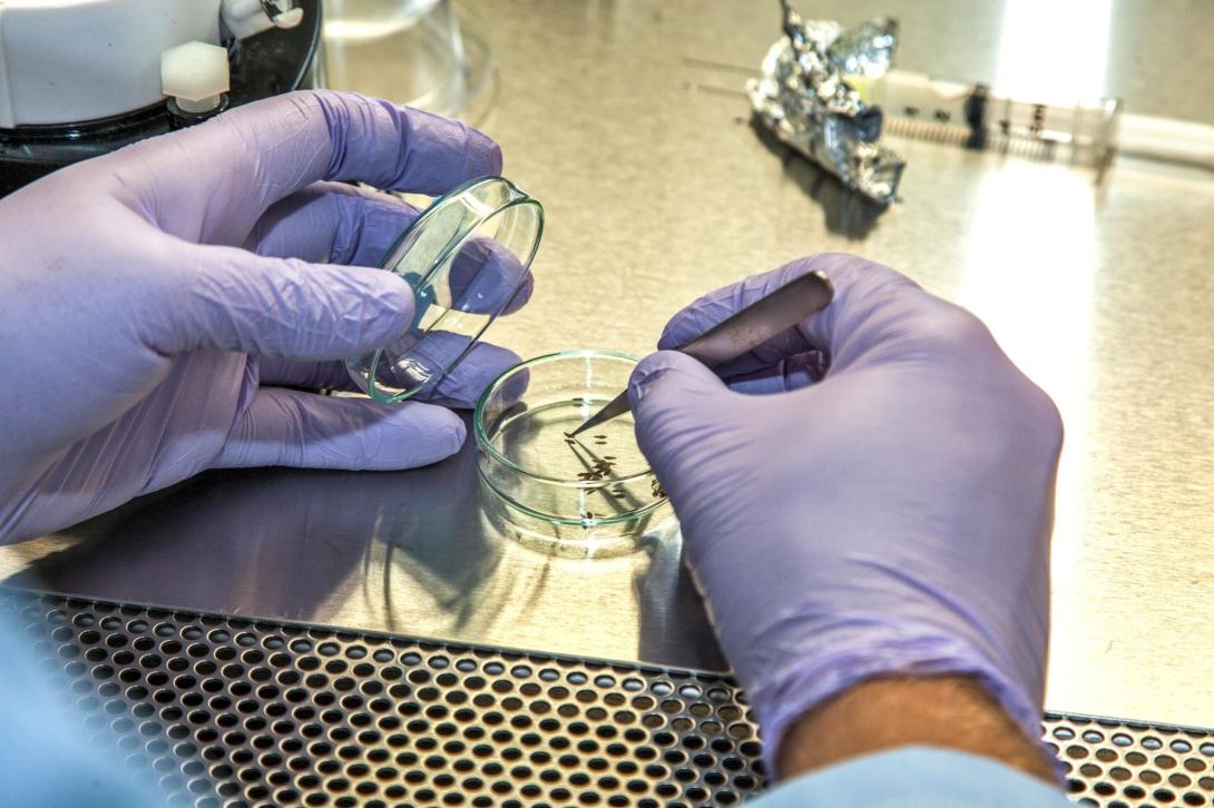 An agricultural scientist adds a plant sample to a petri dish