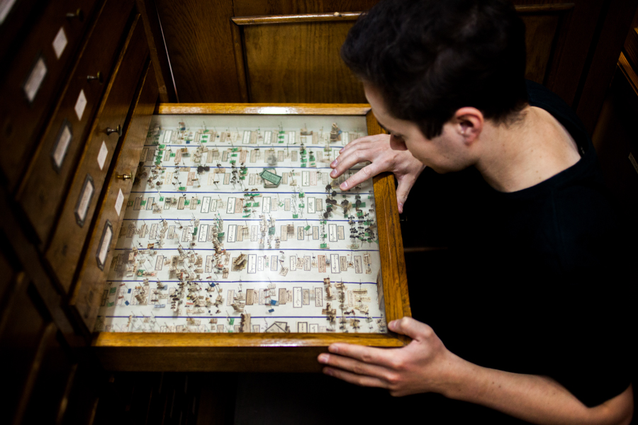 An entomologist searches in a drawer of specimens